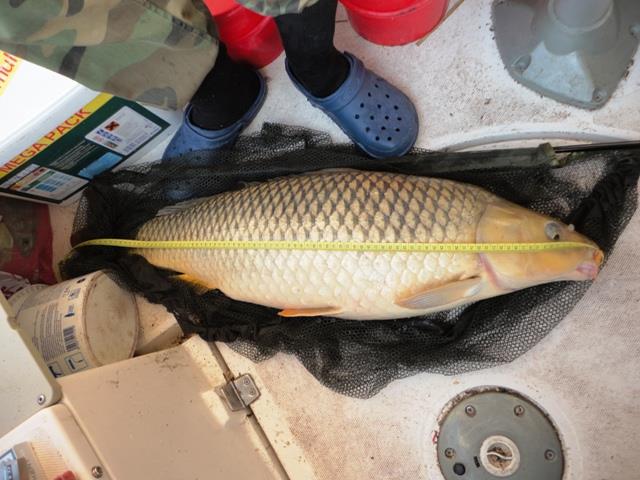 delta rosu 2011 - dsc00887.JPG